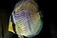 Heckel Blue Nhamundá - Thumbnail 4