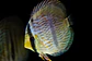 Heckel Blue Nhamundá - Thumbnail 6