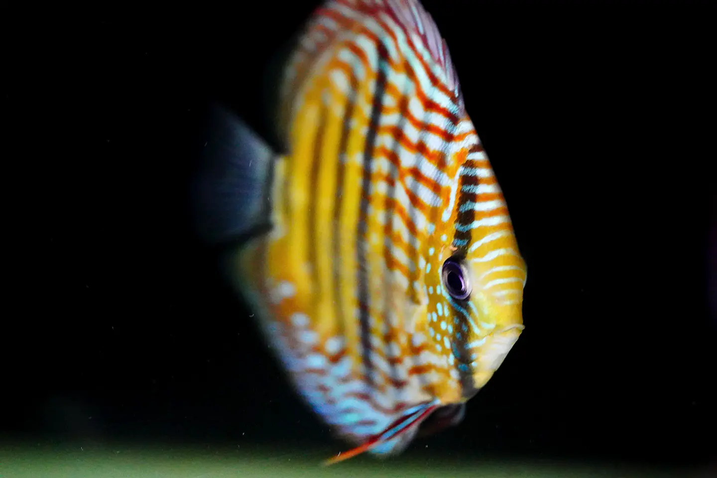 Golden Royal 4