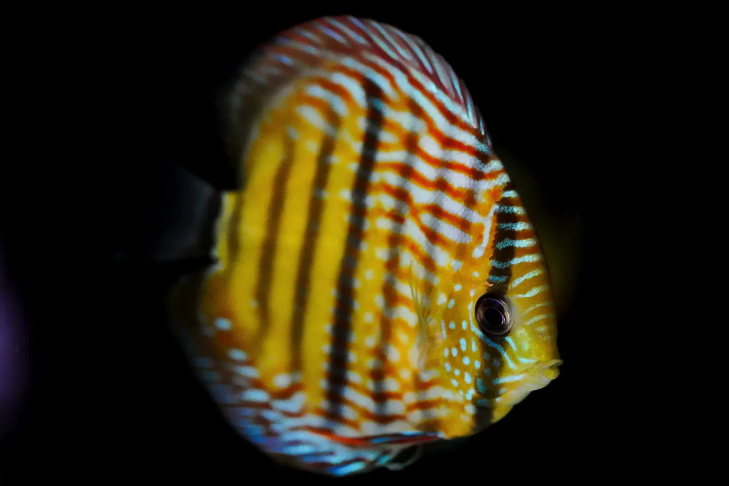 Golden Royal 7