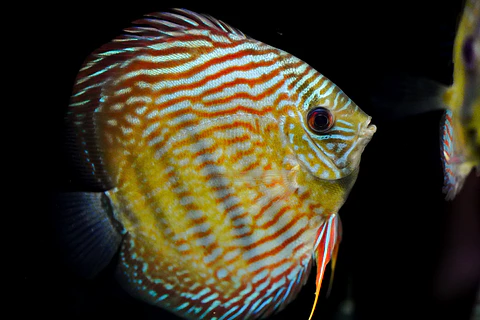 Iripixi Royal