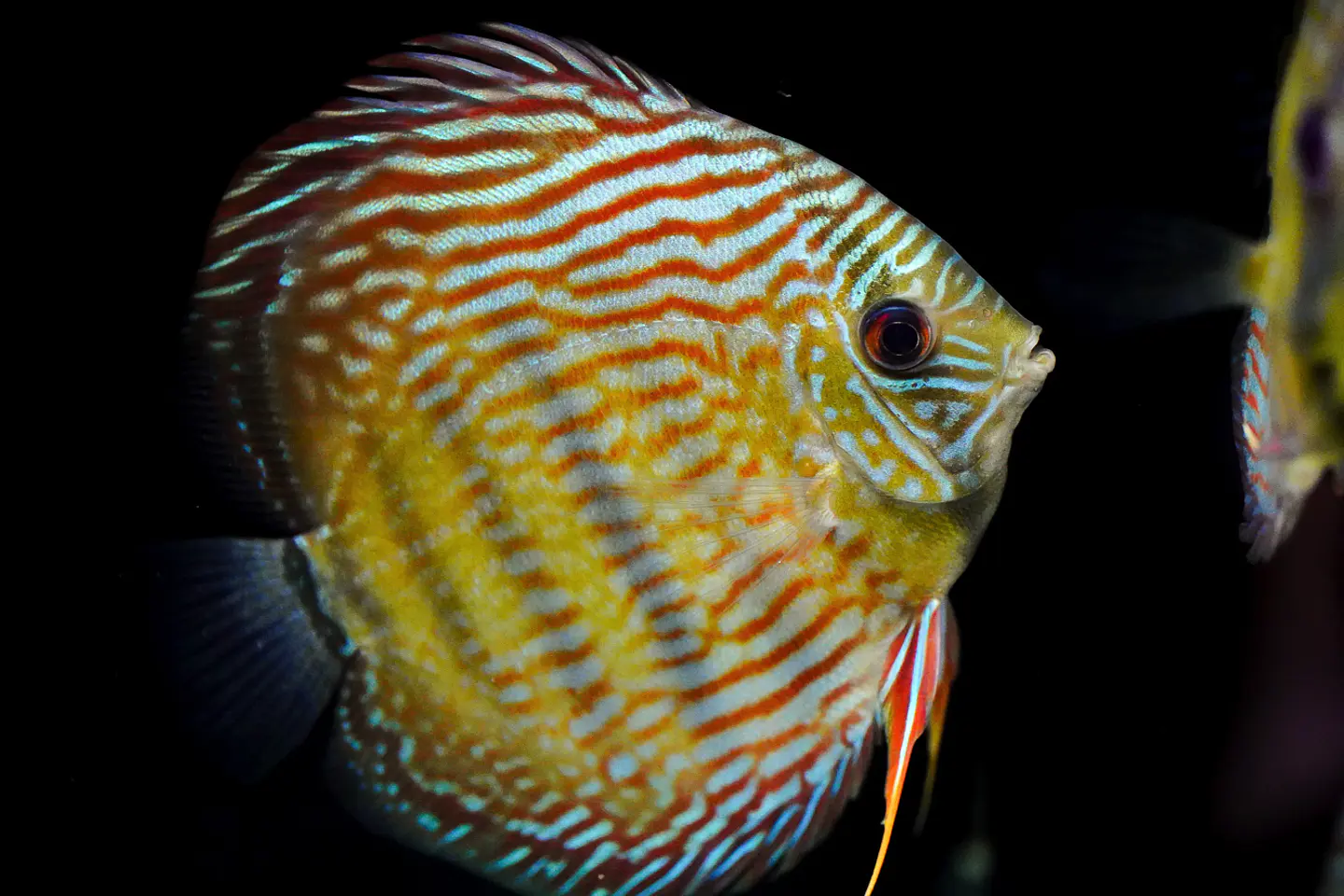 Iripixi Royal 1