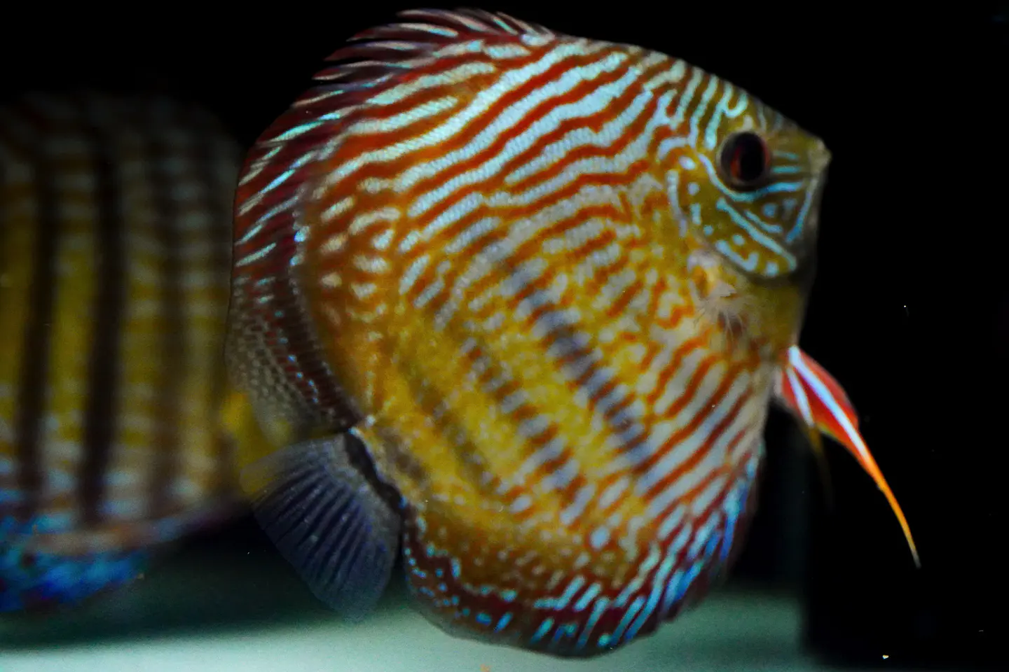 Iripixi Royal 3
