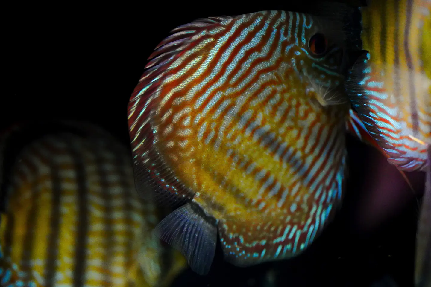 Iripixi Royal 8