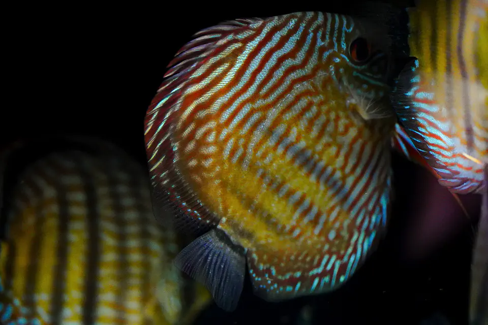 Iripixi Royal 8