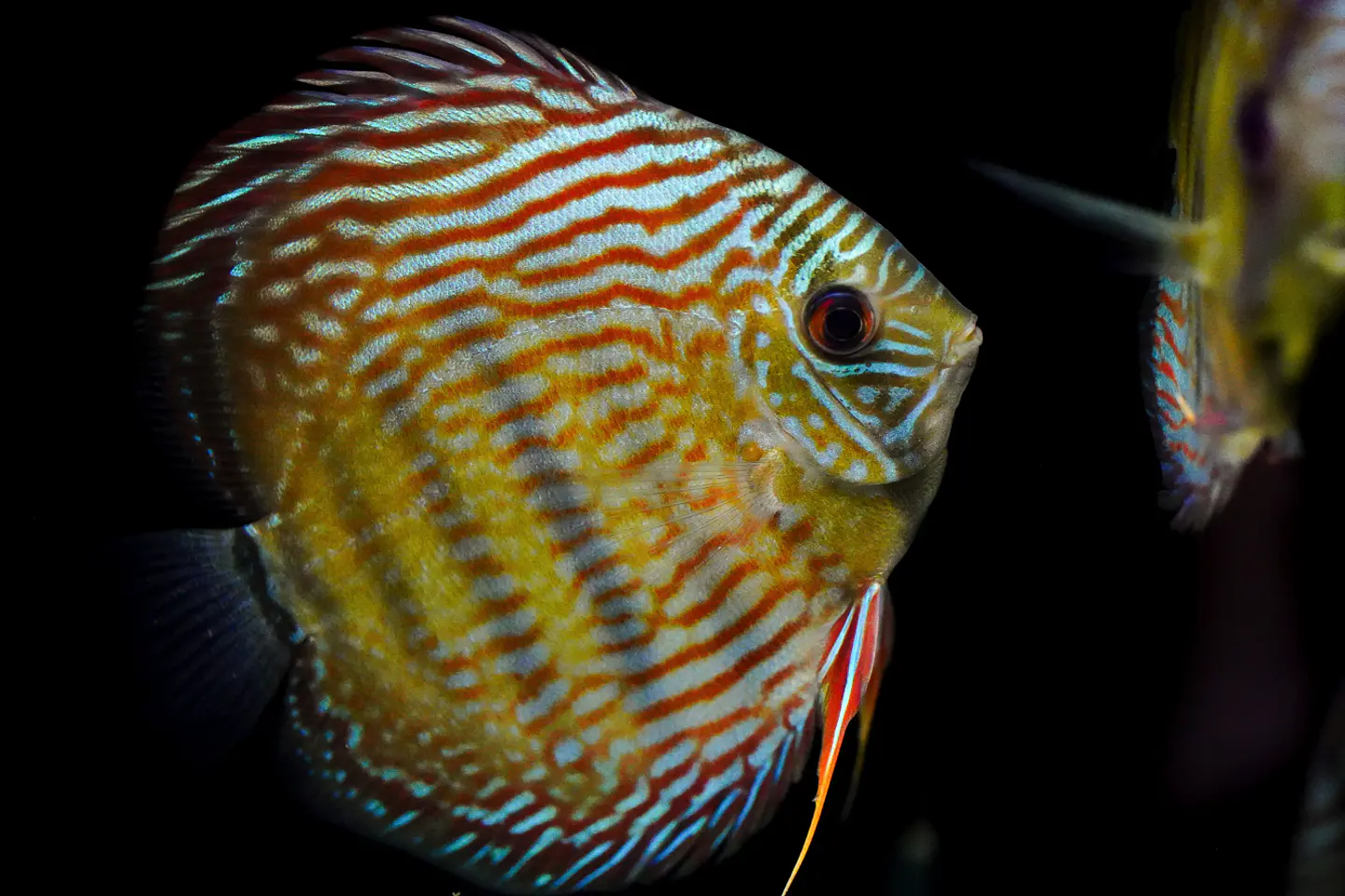 Iripixi Royal 7