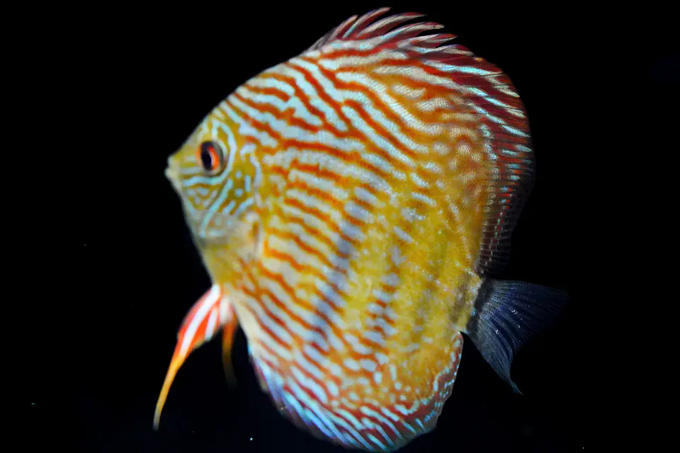 Iripixi Royal 2