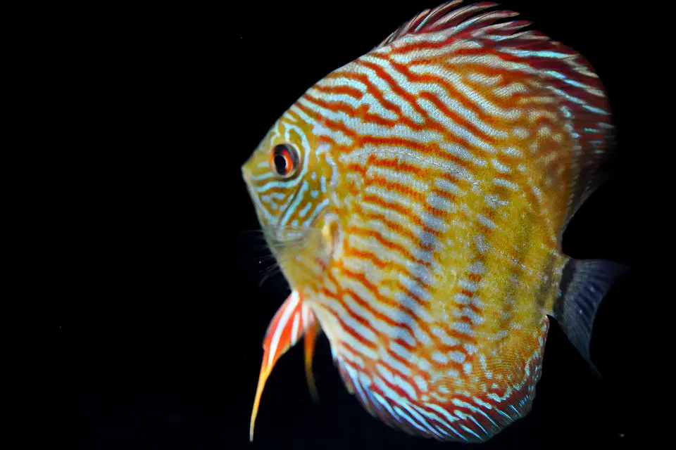 Iripixi Royal 6