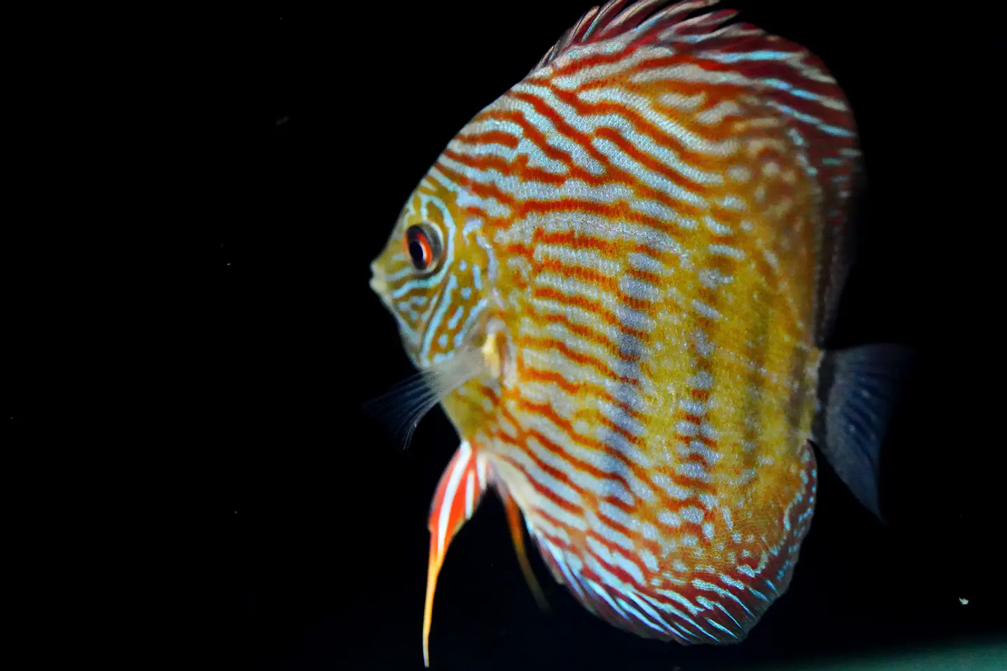 Iripixi Royal 9