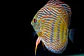 Iripixi Royal - thumbnail 9