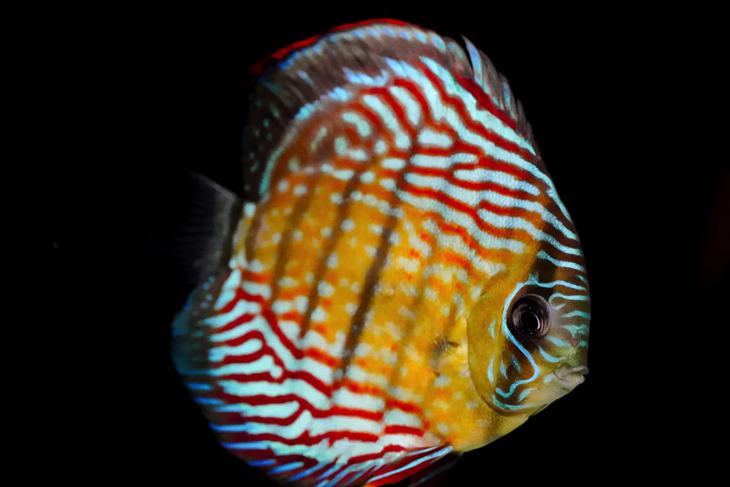 Inanú Royal 3