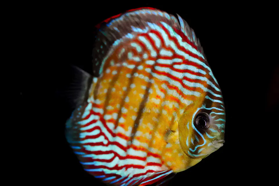 Inanú Royal 3