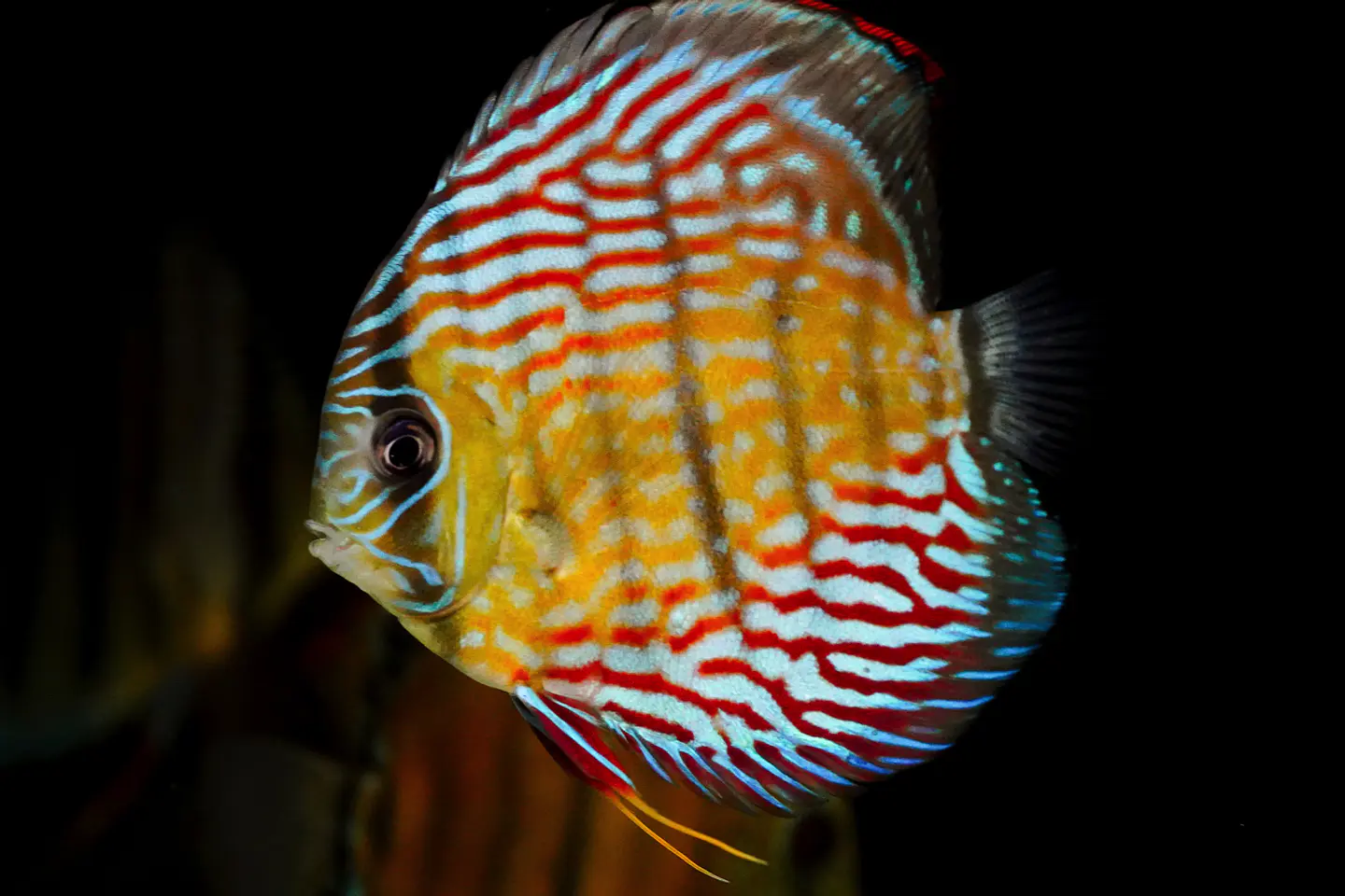Inanú Royal 4