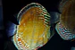 Iripixi Semi Royal - thumbnail 3