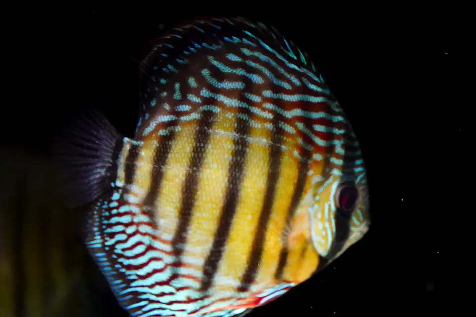 Iripixi semi Royal 1