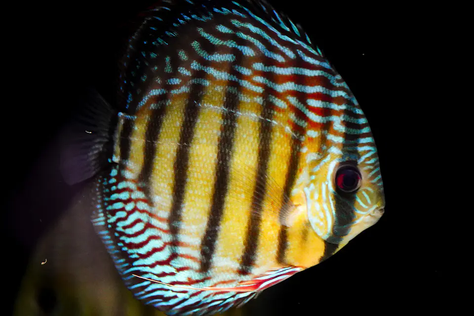 Iripixi semi Royal 5