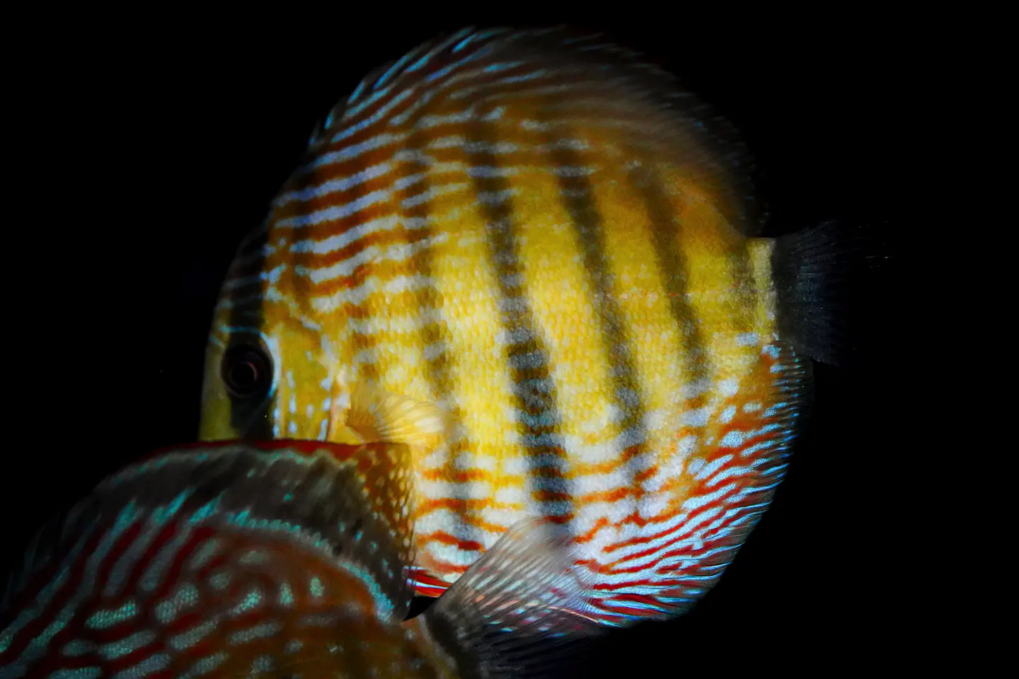 Iripixi semi Royal 4
