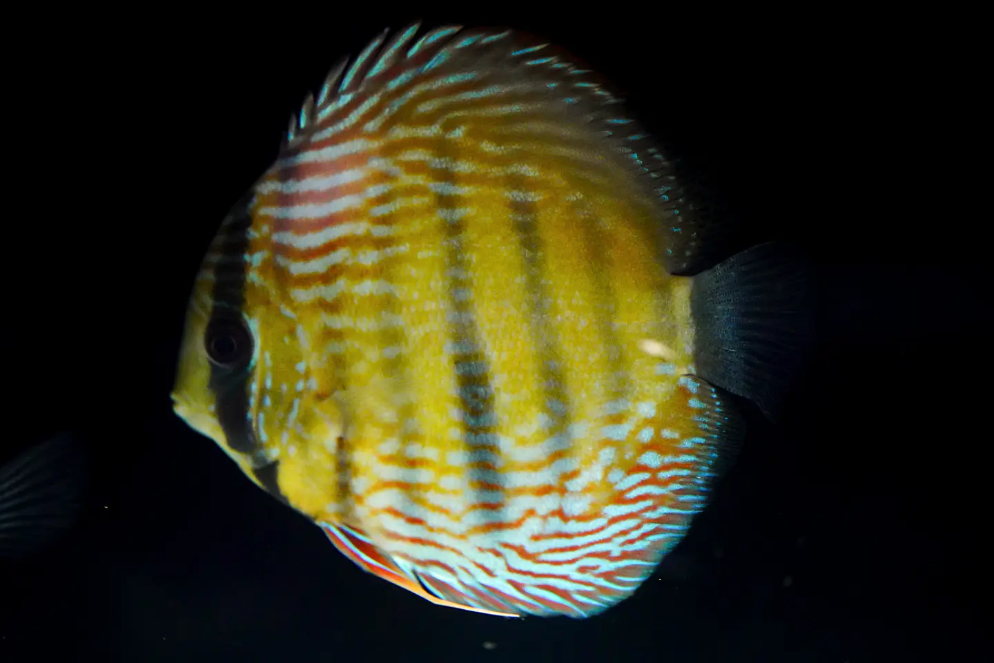 Iripixi semi Royal 2