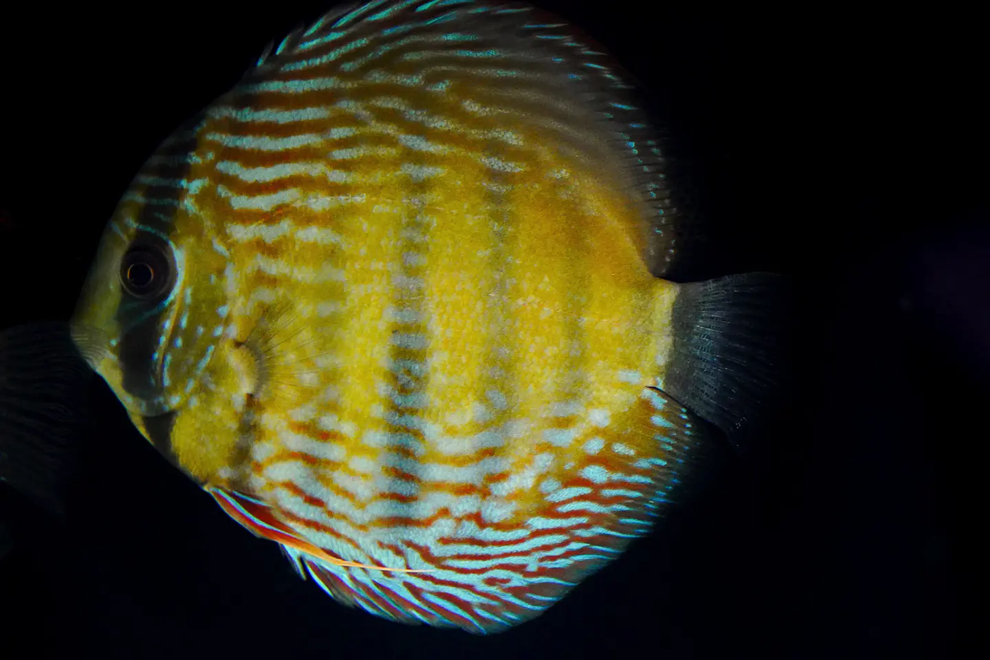 Iripixi semi Royal 3