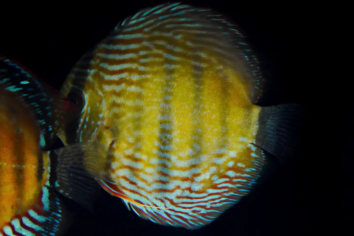 Iripixi semi Royal 1