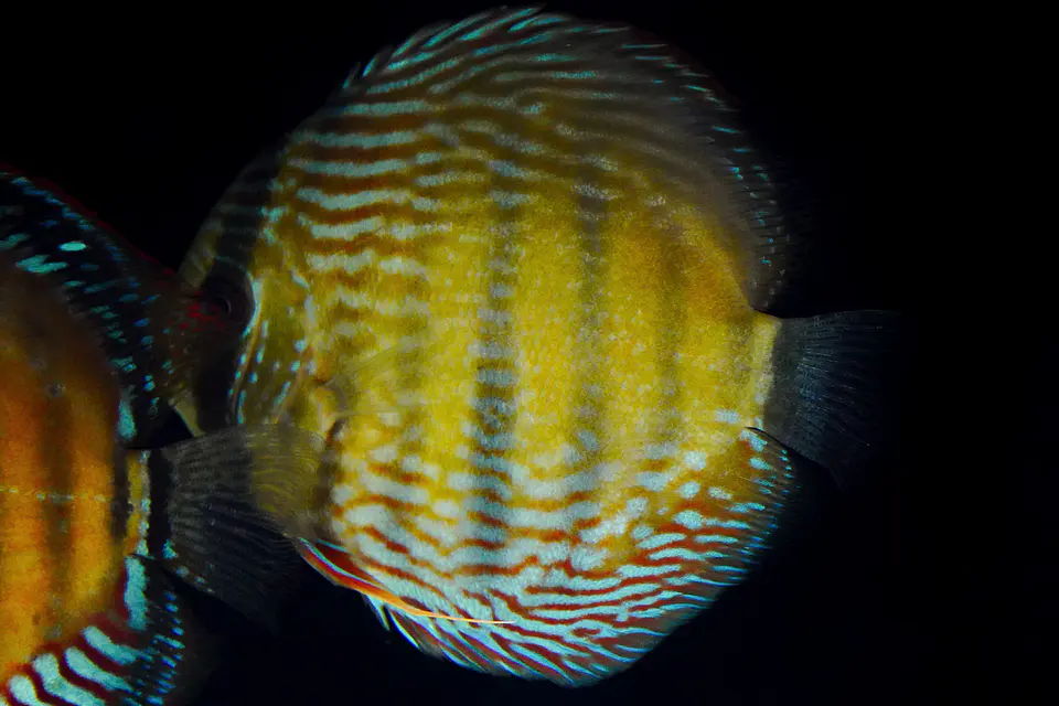 Iripixi semi Royal 1
