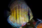 Iripixi  Royal - Thumbnail 2
