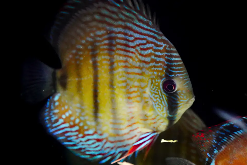Iripixi  Royal 2