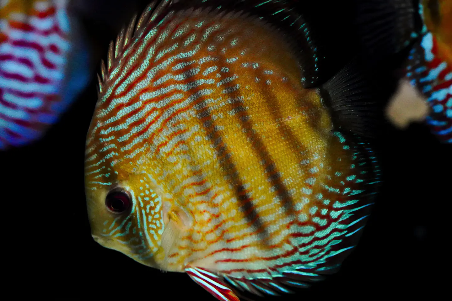 Iripixi  Royal 3