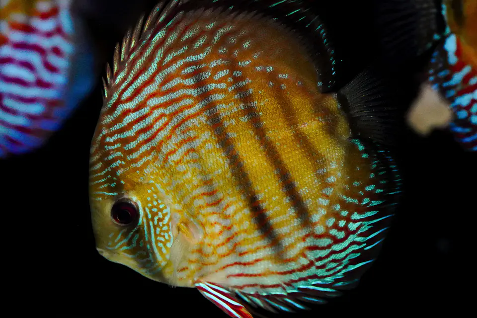 Iripixi  Royal 3