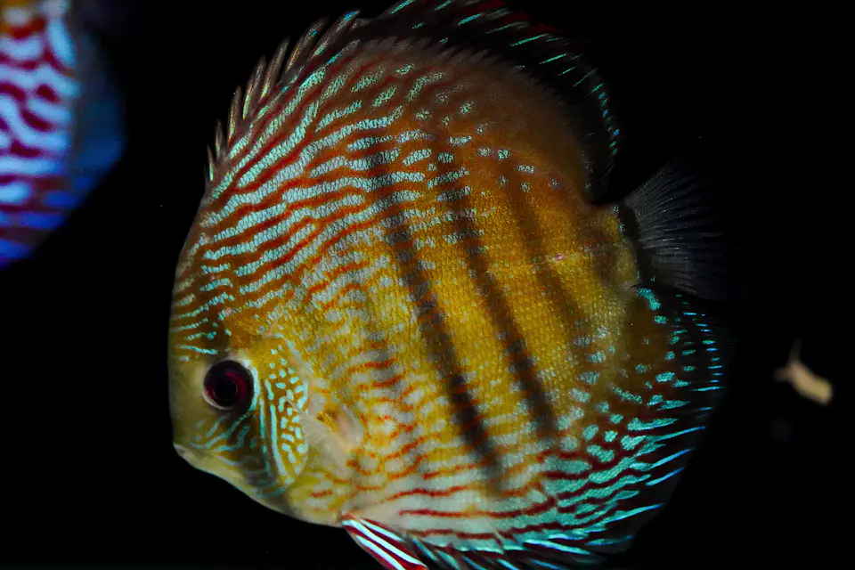Iripixi  Royal 5