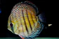 Iripixi  Royal - Thumbnail 6