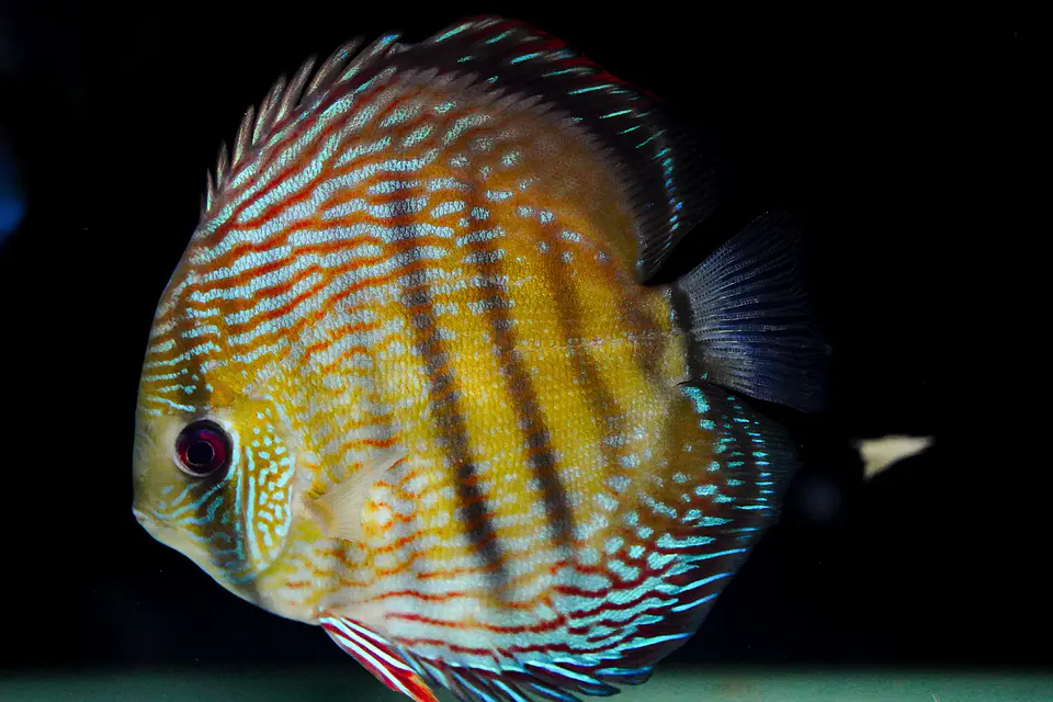 Iripixi  Royal 6