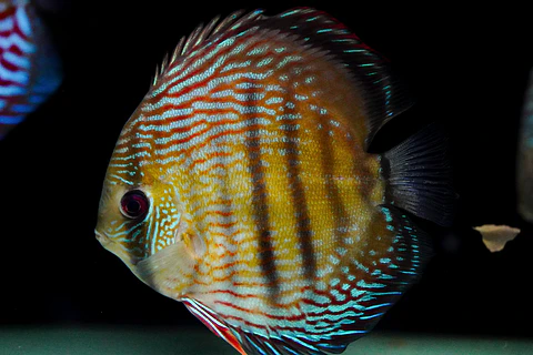 Iripixi  Royal