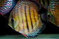 Iripixi  Royal - Thumbnail 7