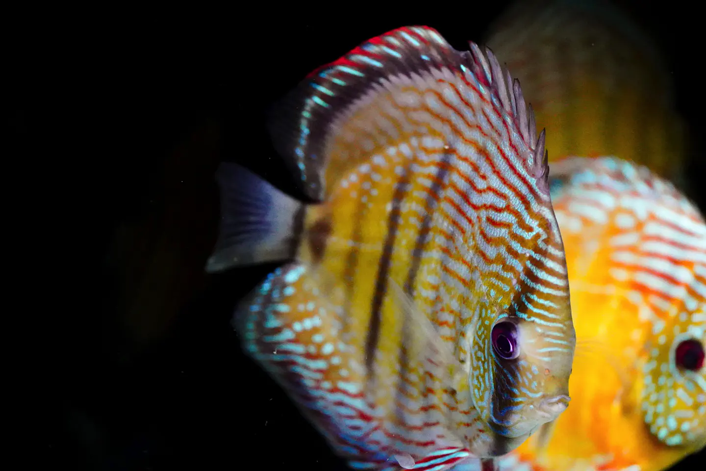 Iripixi  Royal 4