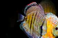 Iripixi  Royal - Thumbnail 4