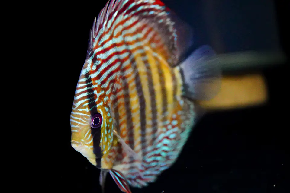 Golden Royal 6