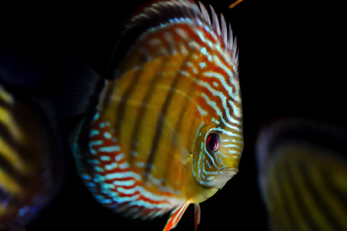 Iripixi Semi Royal 5