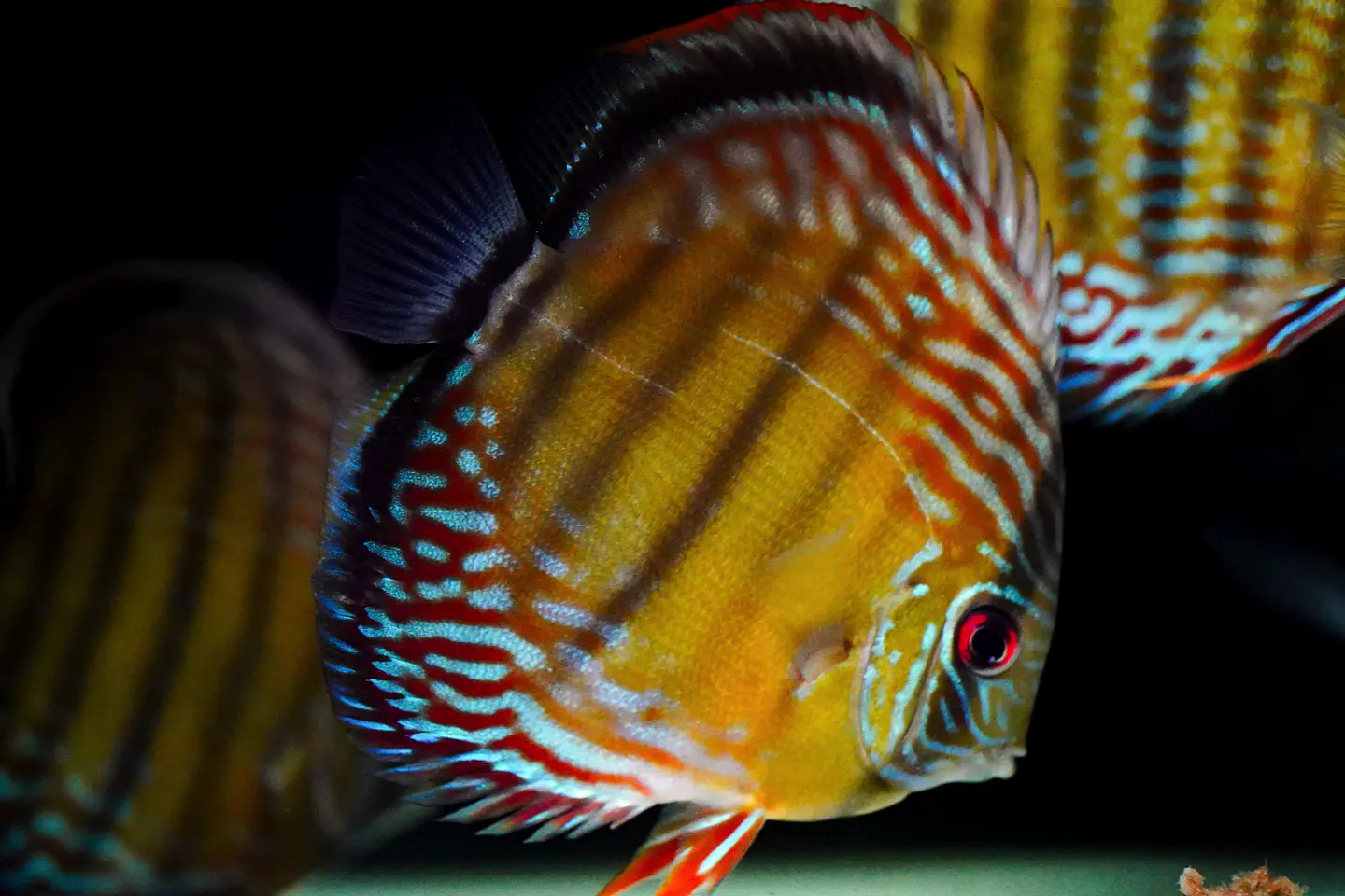 Iripixi Semi Royal 9