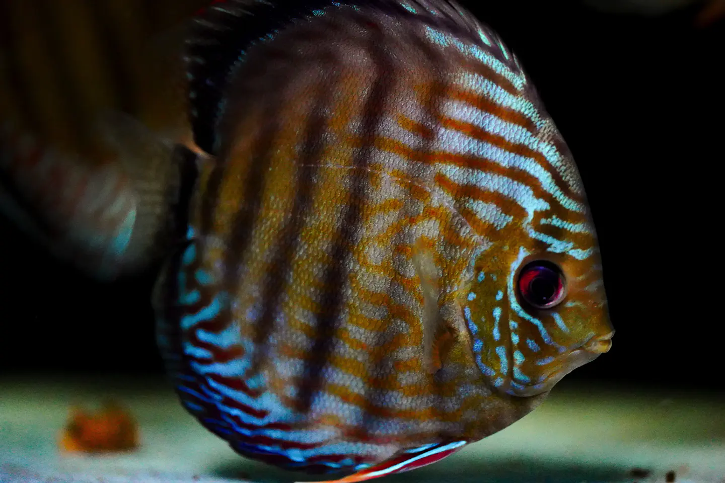 Inanú Semi Royal 2