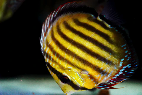 Iripixi  Red Solid