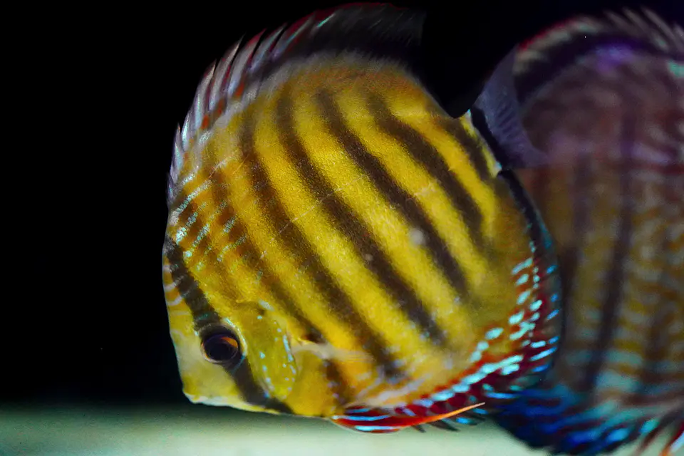 Iripixi  Red Solid 3