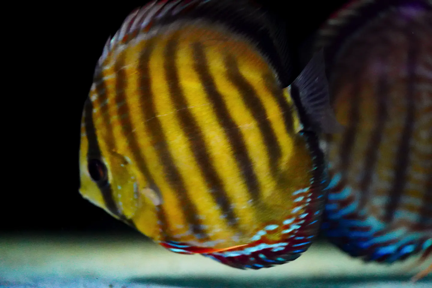 Iripixi  Red Solid 2
