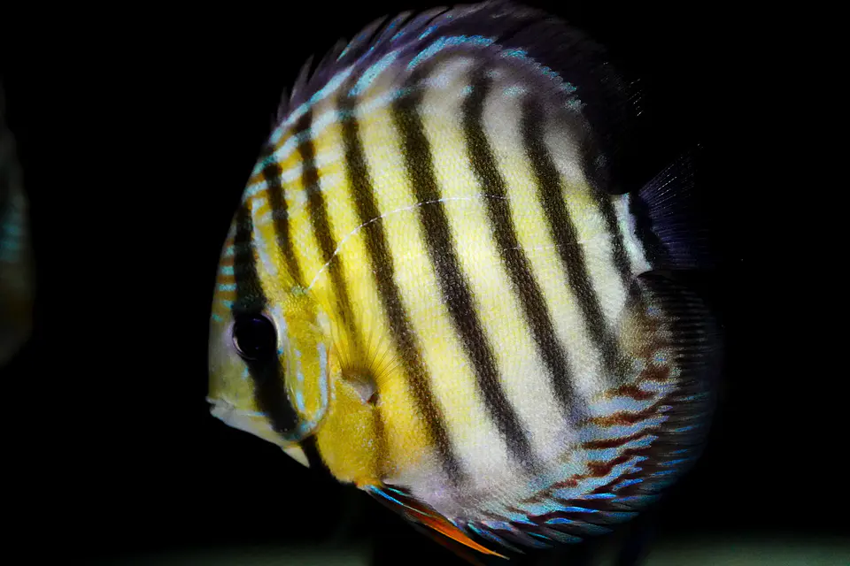 Iripixi  Red Solid 1