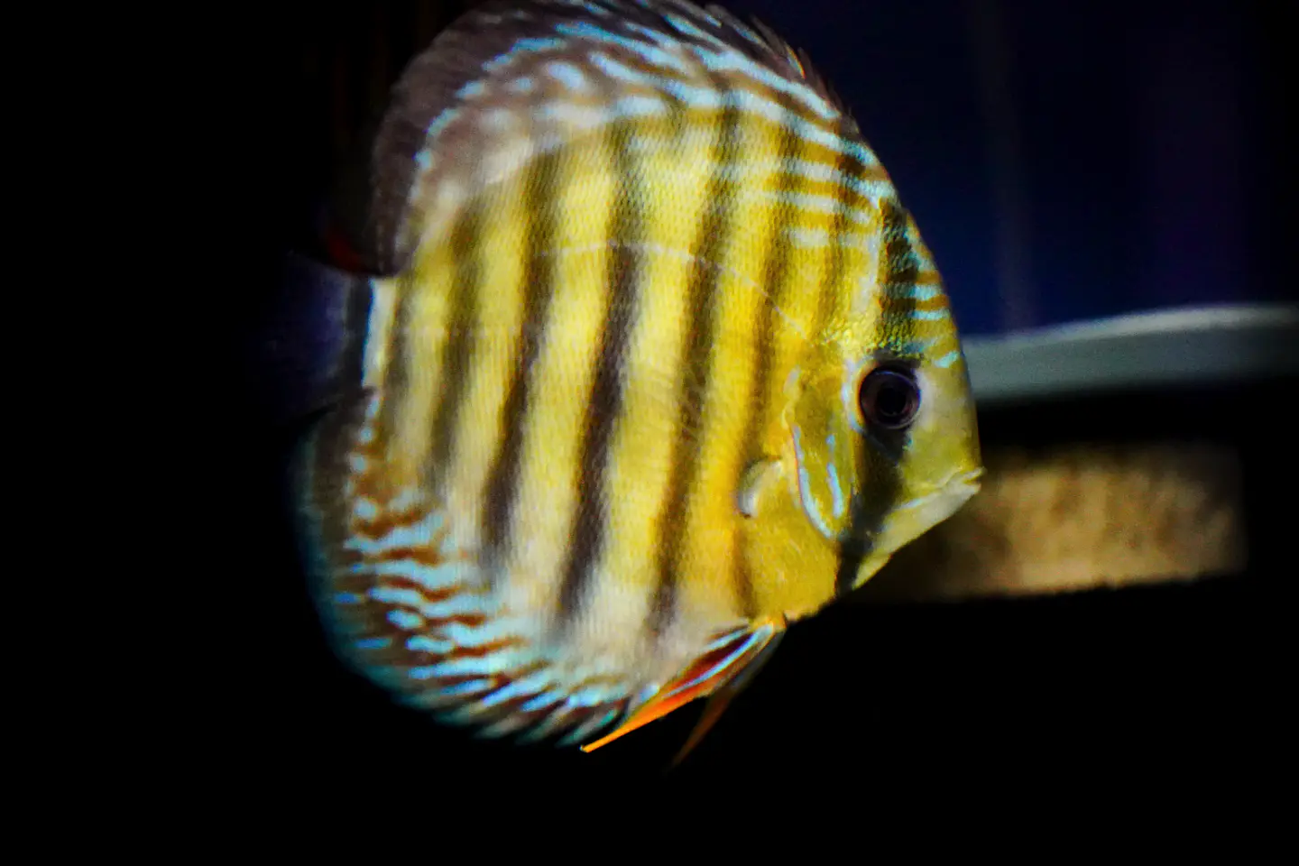 Iripixi  Red Solid 6