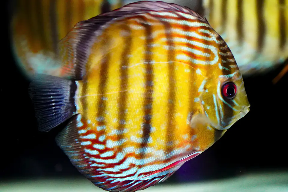 Iripixi Semi Royal 1