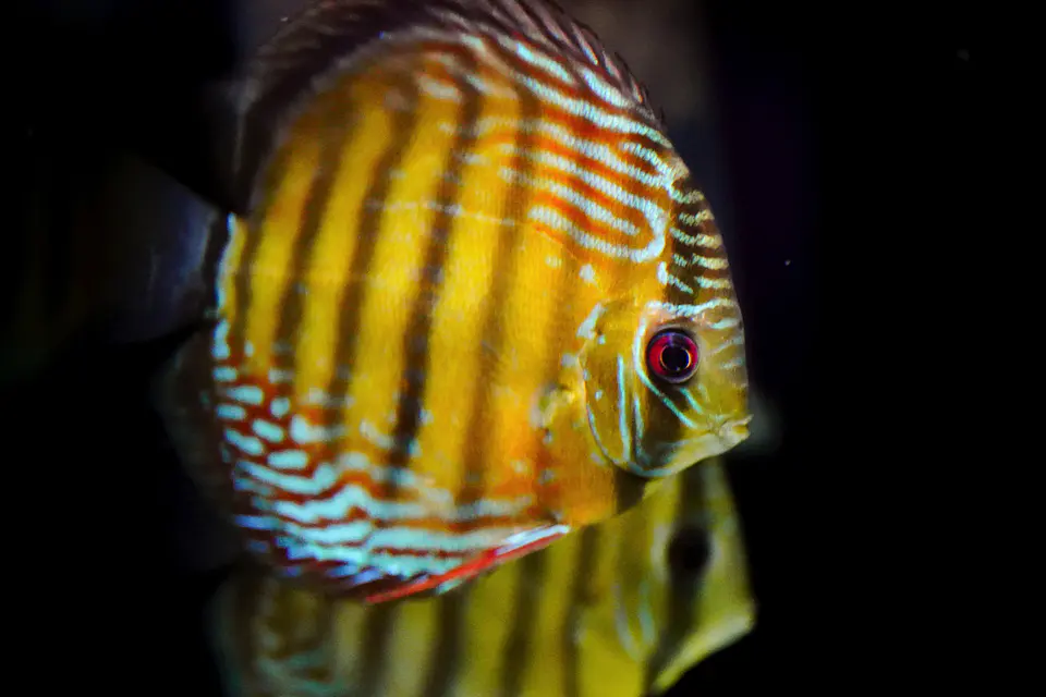Iripixi Semi Royal 2