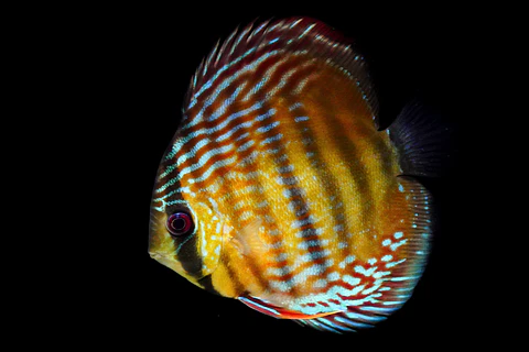 Iripixi  Royal