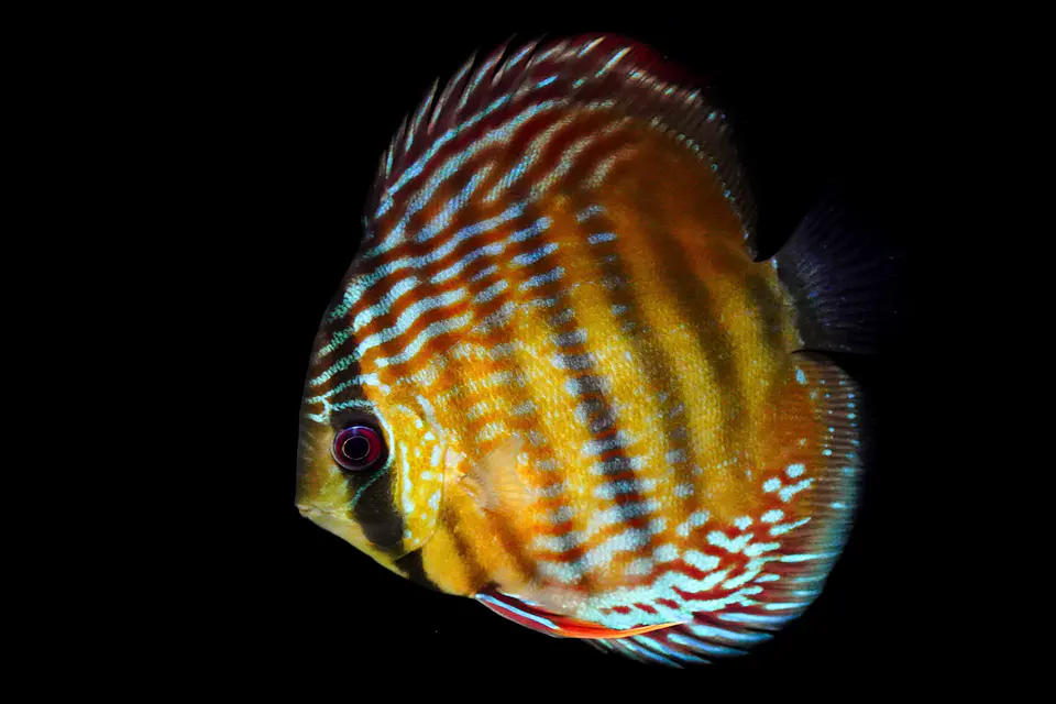 Iripixi  Royal 1