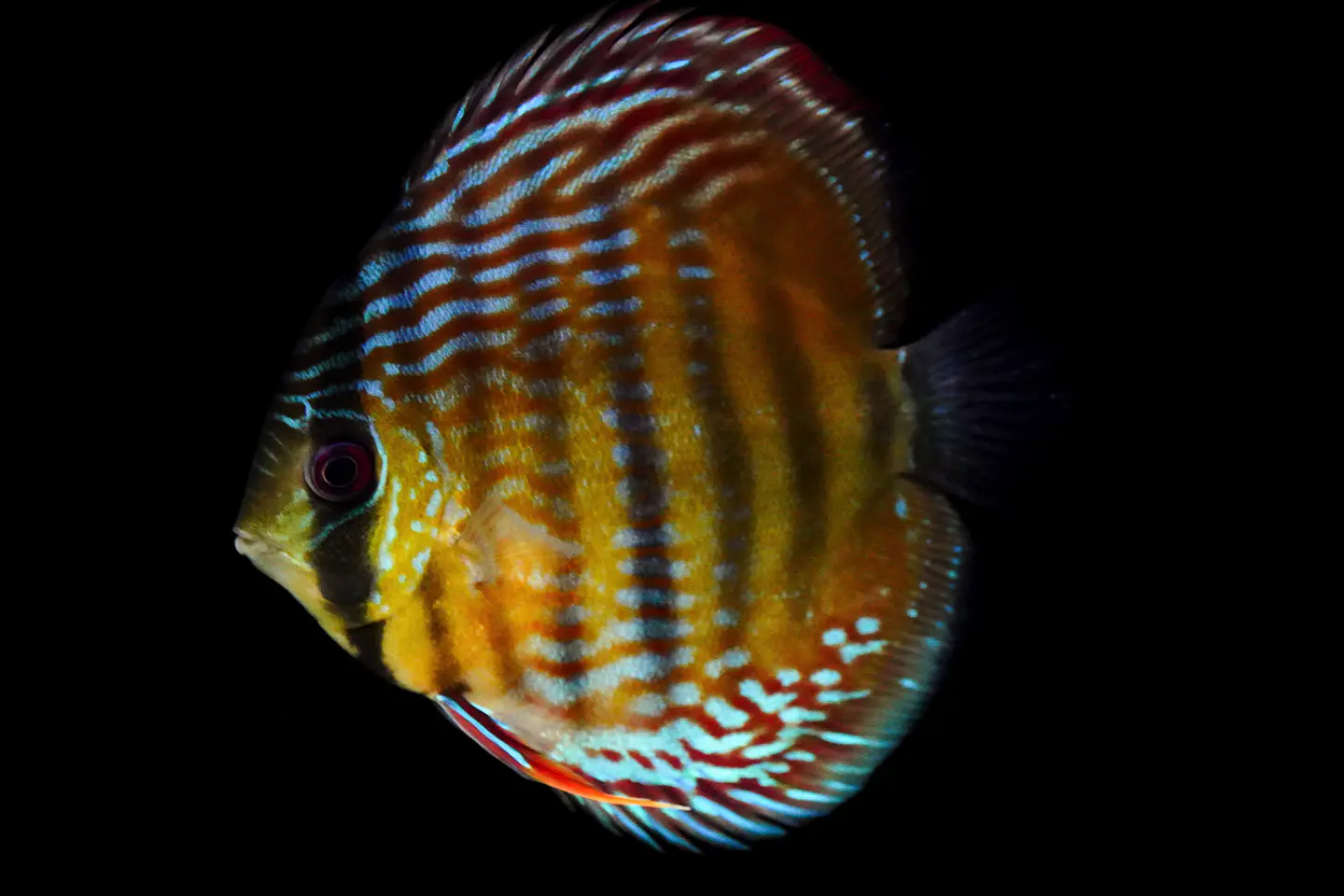 Iripixi  Royal 2